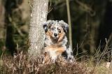 BERGER AUSTRALIEN PUPPIES 612